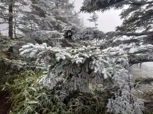山家神社奥宮の自然