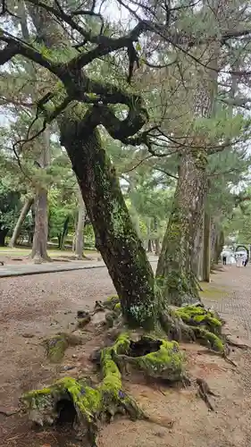 出雲大社(島根県)