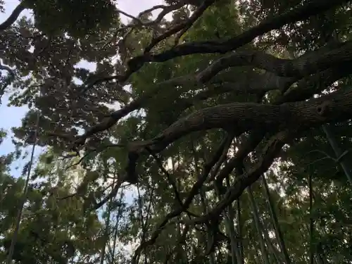 秋葉神社の自然