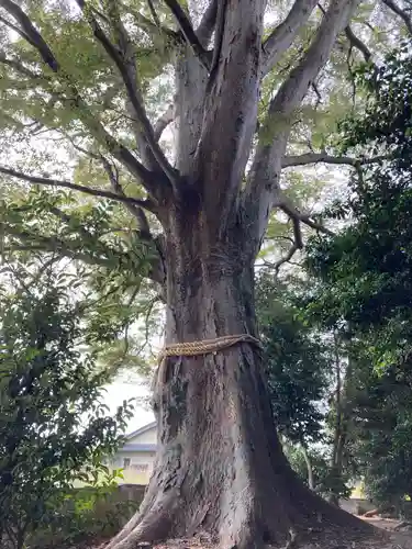 香取神社（関宿香取神社）(千葉県)