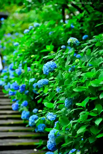 明月院(神奈川県)