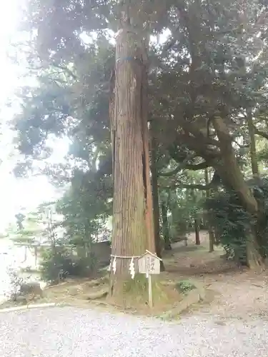 間々田八幡宮(栃木県)