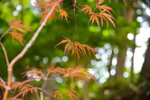 尻岸内八幡神社の自然