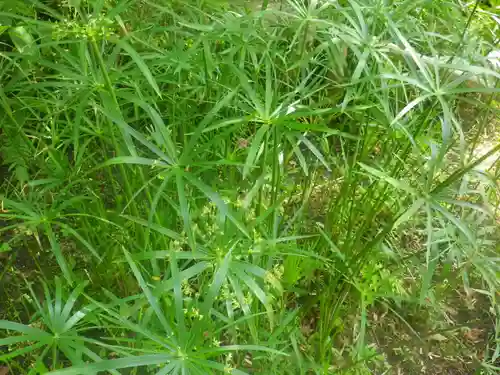 浄光明寺の自然