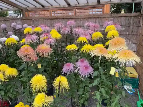 亀戸天神社の庭園