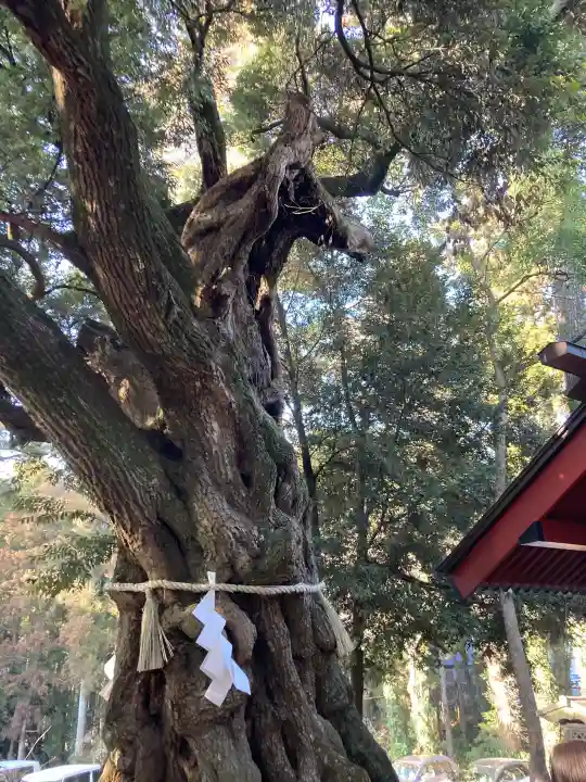 大杉神社の{uncategorized: "未分類", other: "その他", undefined: "問題あり", building: "その他建物", grave: "お墓", sacred_gate: "鳥居", guardian: "狛犬", statue: "像", buddha: "仏像", history: "歴史", nature: "自然", garden: "庭園", animal: "動物", pagoda: "塔", temizu: "手水舎", mountain_gate: "山門・神門", sanctuary: "本殿・本堂", subordinate: "末社・摂社", art: "芸術", scenery: "景色", jizo: "地蔵", ema: "絵馬", goshuin: "御朱印", omikuji: "おみくじ", items: "授与品その他", amulet: "お守り", goshuincho: "御朱印帳", eats: "食事", festival: "お祭り", votive_dance: "神楽", shichigosan: "七五三参", wedding: "結婚式", experience: "体験その他", initially: "初詣", around: "周辺", anti_infection: "感染症対策"}