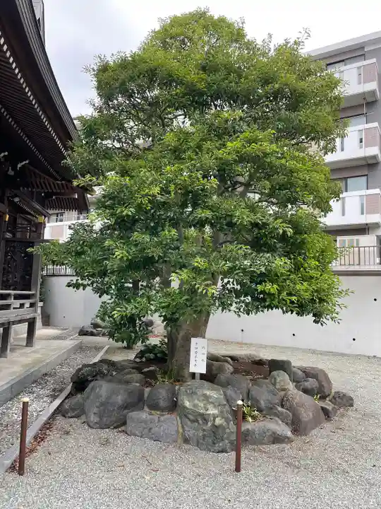 円行八幡宮の自然