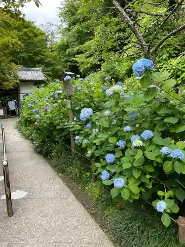 明月院(神奈川県)