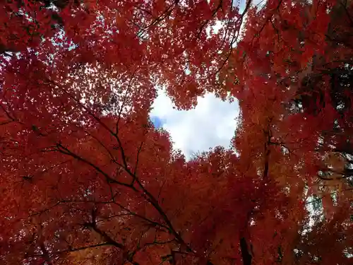 柳谷観音　楊谷寺(京都府)
