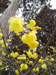 沙沙貴神社の自然