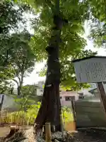 戸越八幡神社の自然