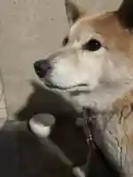 笠䅣稲荷神社(神奈川県)