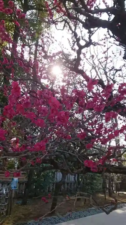 布多天神社(東京都)