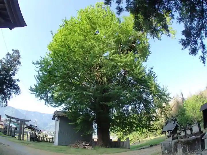 八幡神社の自然