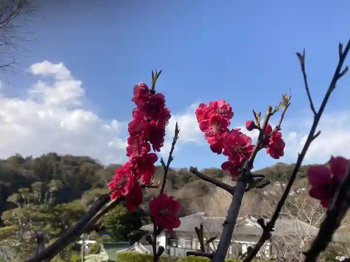 来迎寺(西御門)の自然