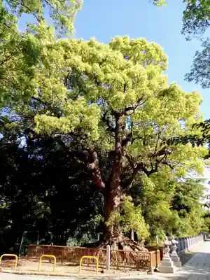 和泉國一之宮　大鳥大社(大阪府)