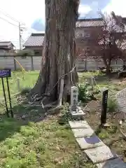 神明社（五郎丸神明社）の自然