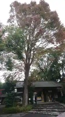 阿佐ヶ谷神明宮の山門・神門