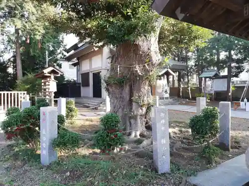 香取神社（旭町香取神社・大鳥神社）の自然