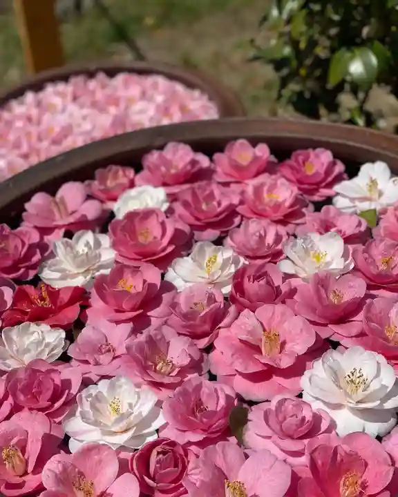 霊鑑寺門跡の手水舎
