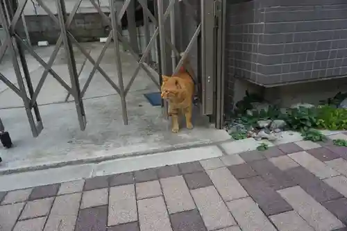 当代島稲荷神社の動物