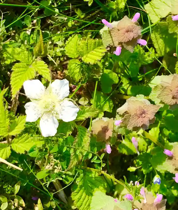 金嶽神社の自然