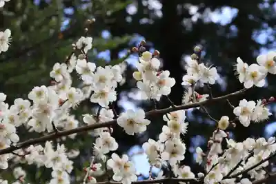 豊景神社の自然
