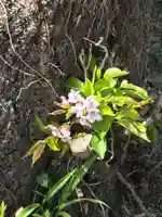高司神社〜むすびの神の鎮まる社〜の自然