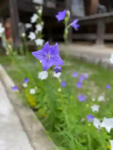 犬山寂光院の自然