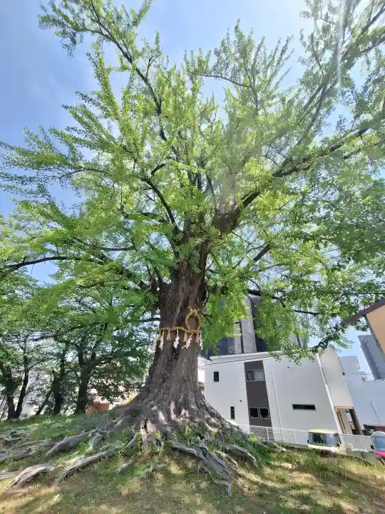 津島神社の{uncategorized: "未分類", other: "その他", undefined: "問題あり", building: "その他建物", grave: "お墓", sacred_gate: "鳥居", guardian: "狛犬", statue: "像", buddha: "仏像", history: "歴史", nature: "自然", garden: "庭園", animal: "動物", pagoda: "塔", temizu: "手水舎", mountain_gate: "山門・神門", sanctuary: "本殿・本堂", subordinate: "末社・摂社", art: "芸術", scenery: "景色", jizo: "地蔵", ema: "絵馬", goshuin: "御朱印", omikuji: "おみくじ", items: "授与品その他", amulet: "お守り", goshuincho: "御朱印帳", eats: "食事", festival: "お祭り", votive_dance: "神楽", shichigosan: "七五三参", wedding: "結婚式", experience: "体験その他", initially: "初詣", around: "周辺", anti_infection: "感染症対策"}