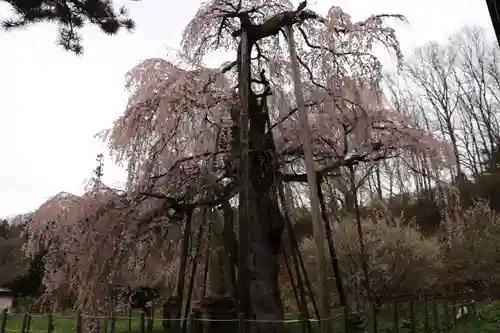 永泉寺の庭園