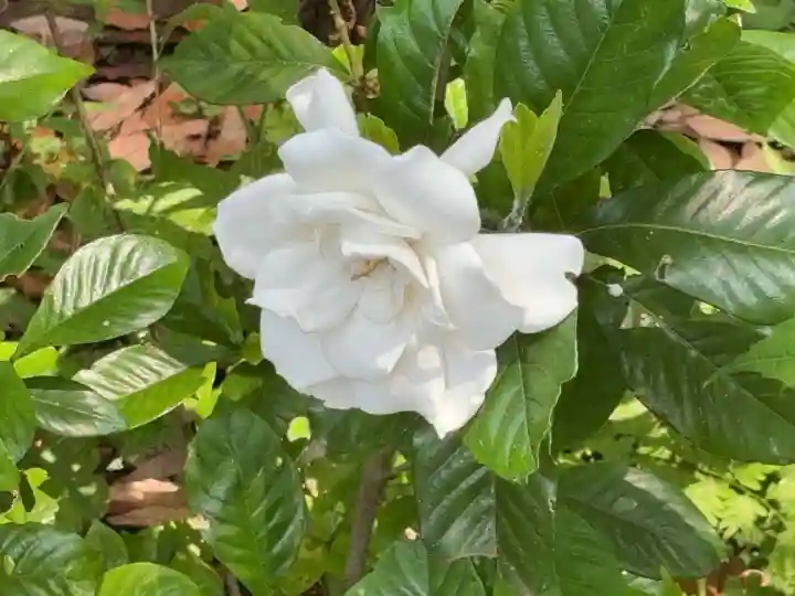 観音寺(神奈川県)