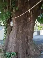 愛宕神社の自然