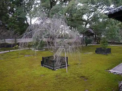 青蓮院門跡の庭園