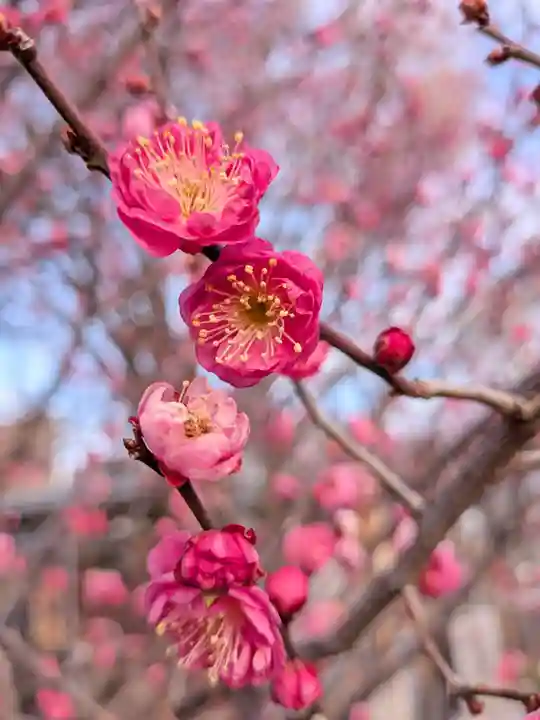 成願寺(東京都)