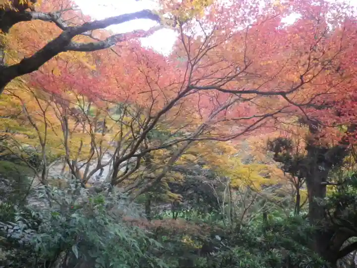 黄梅院(円覚寺塔頭)の自然