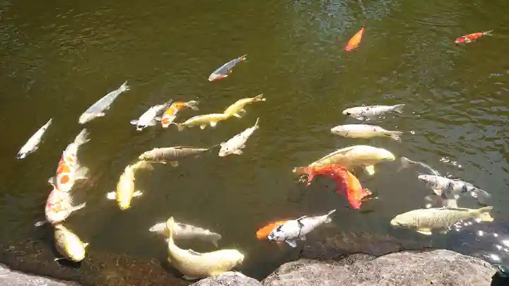 身曾岐神社の動物