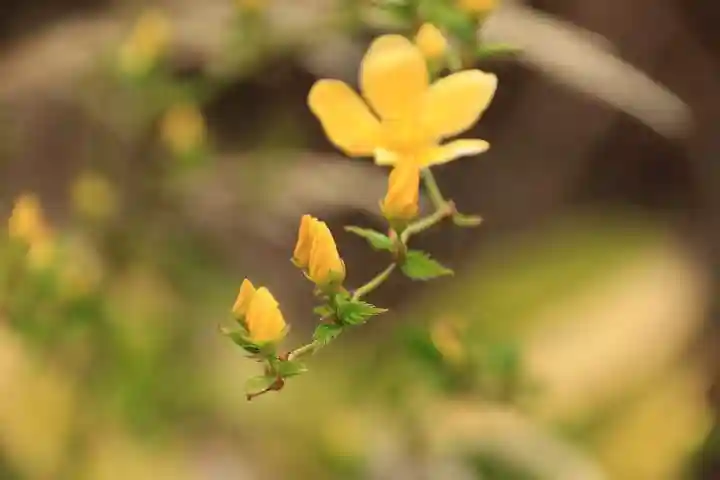 立鉾鹿島神社の自然