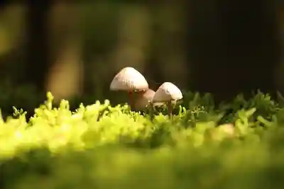 日用神社の自然