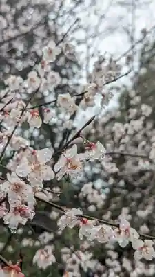 十輪寺(京都府)