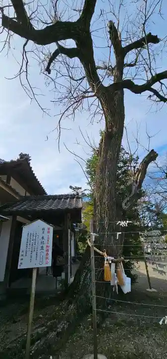 大洲神社の{uncategorized: "未分類", other: "その他", undefined: "問題あり", building: "その他建物", grave: "お墓", sacred_gate: "鳥居", guardian: "狛犬", statue: "像", buddha: "仏像", history: "歴史", nature: "自然", garden: "庭園", animal: "動物", pagoda: "塔", temizu: "手水舎", mountain_gate: "山門・神門", sanctuary: "本殿・本堂", subordinate: "末社・摂社", art: "芸術", scenery: "景色", jizo: "地蔵", ema: "絵馬", goshuin: "御朱印", omikuji: "おみくじ", items: "授与品その他", amulet: "お守り", goshuincho: "御朱印帳", eats: "食事", festival: "お祭り", votive_dance: "神楽", shichigosan: "七五三参", wedding: "結婚式", experience: "体験その他", initially: "初詣", around: "周辺", anti_infection: "感染症対策"}