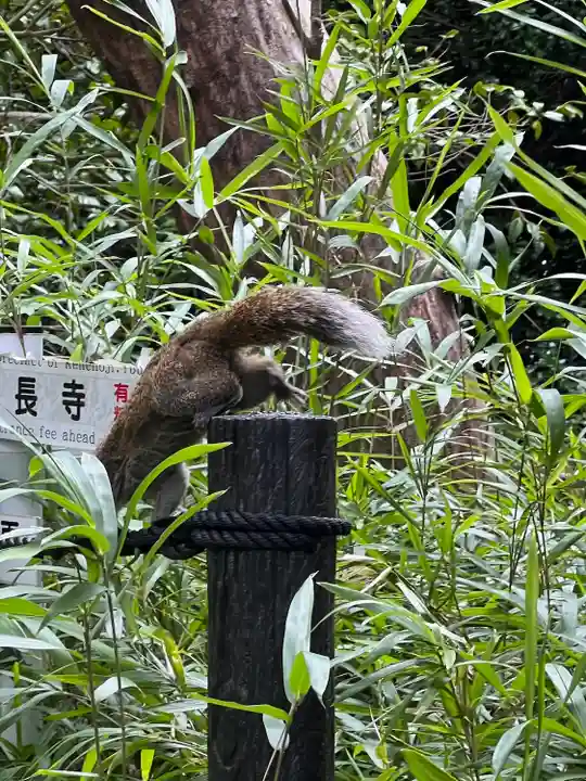 建長寺 半僧坊の動物