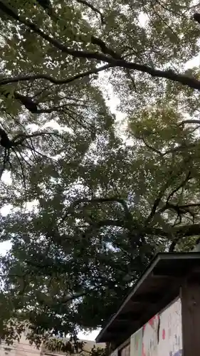 若一神社の自然