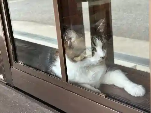 山梨縣護國神社の動物