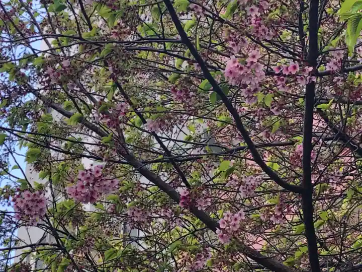 蔵前神社の自然