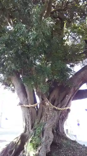 川尻八幡宮の自然