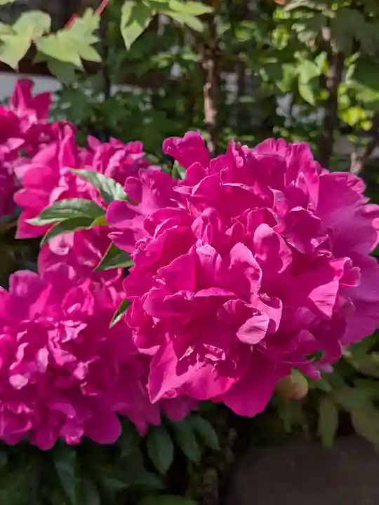 瑞円寺(東京都)