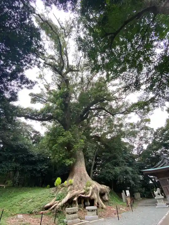 光岡八幡宮の自然