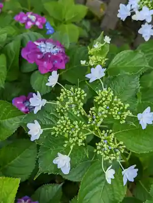 六孫王神社(京都府)