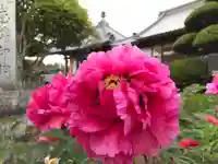 真言宗 善通寺派 薬王寺の自然